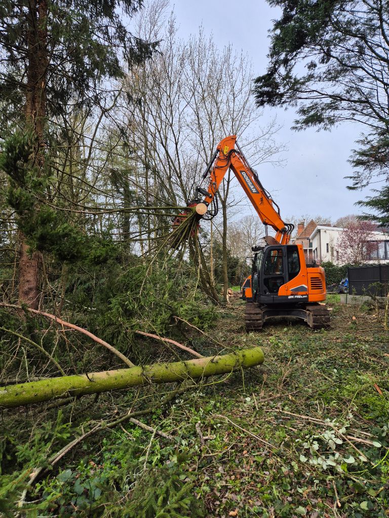 Travaux d'abattage et démontage d'arbres réalisés avec engin mécanique